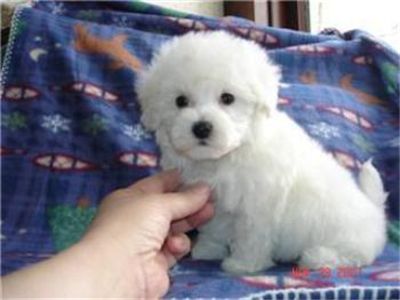 MaltesePuppiesForSale